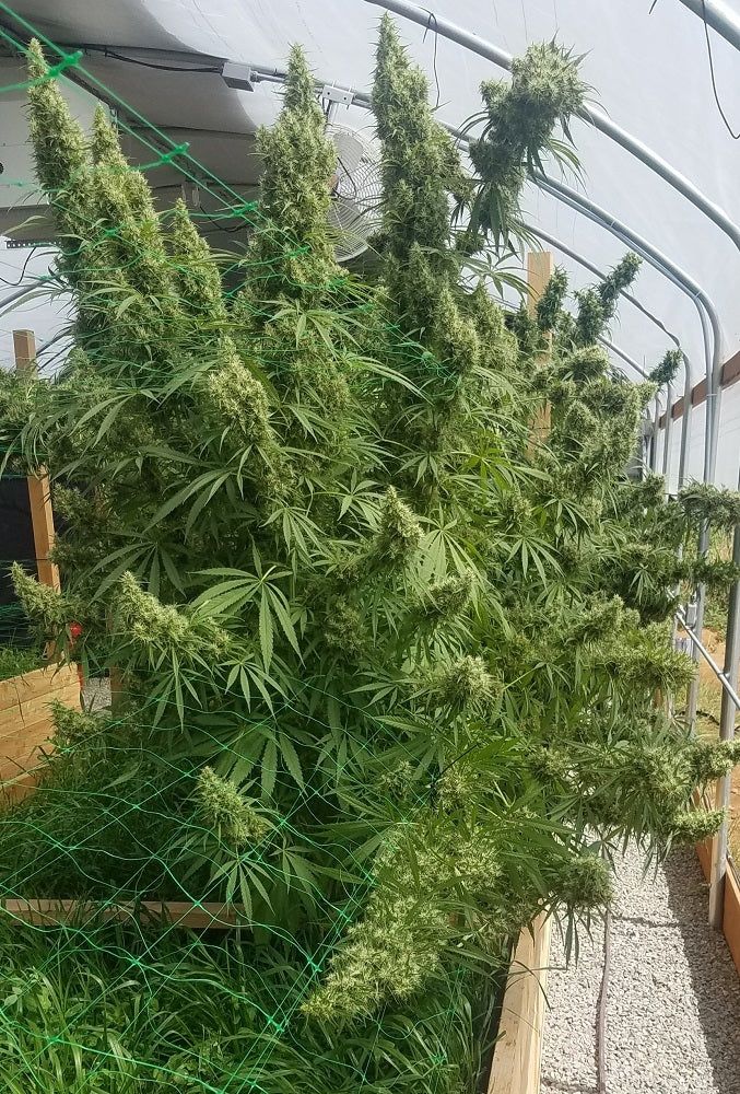 Honduras whole plant