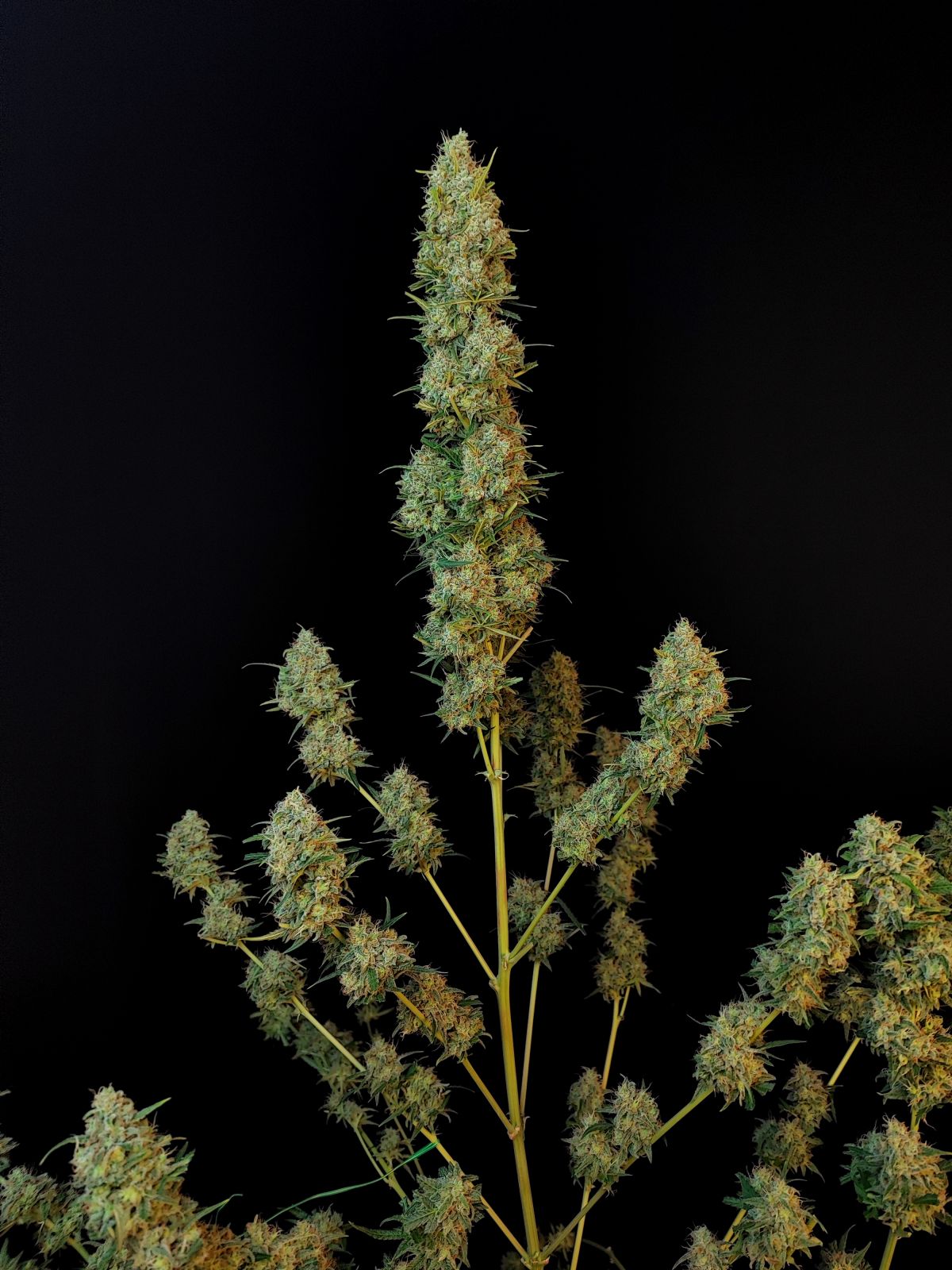 Original Jack Herer Auto ganze Pflanze vor der Ernte vor dunklem Hintergrund