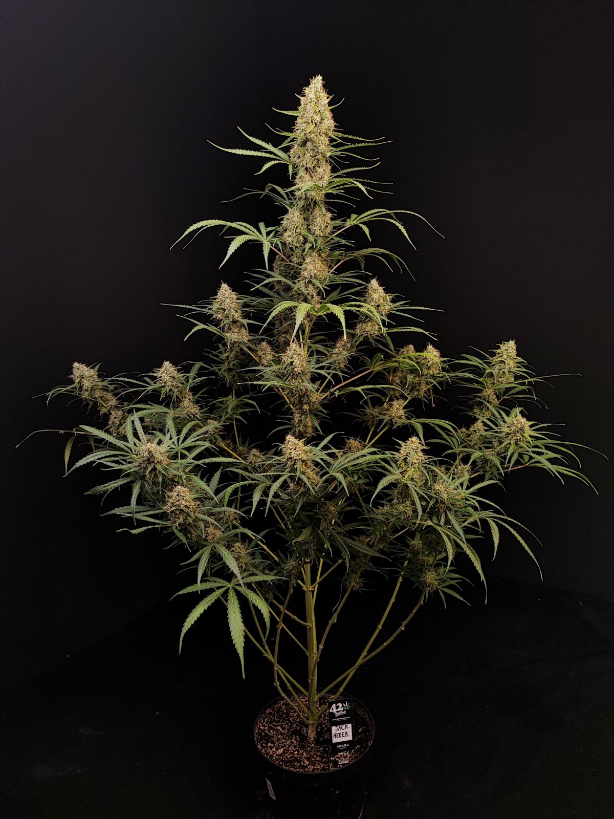 Original Jack Herer Auto ganze Pflanze vor dunklem Hintergrund