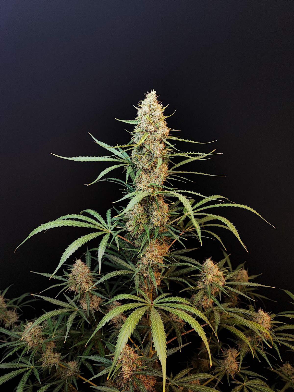 Original Jack Herer Auto headbud 2 vor dunklem Hintergrund