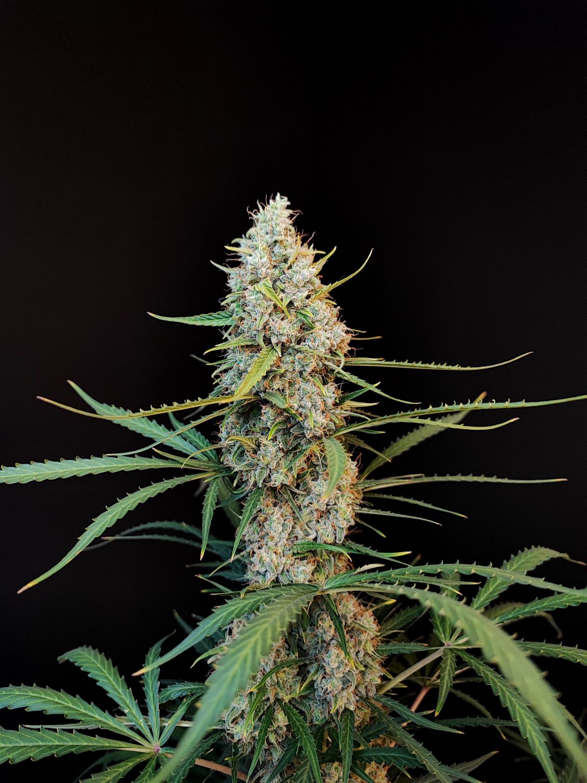 Original Jack Herer Auto Headbud vor dunklem Hintergrund