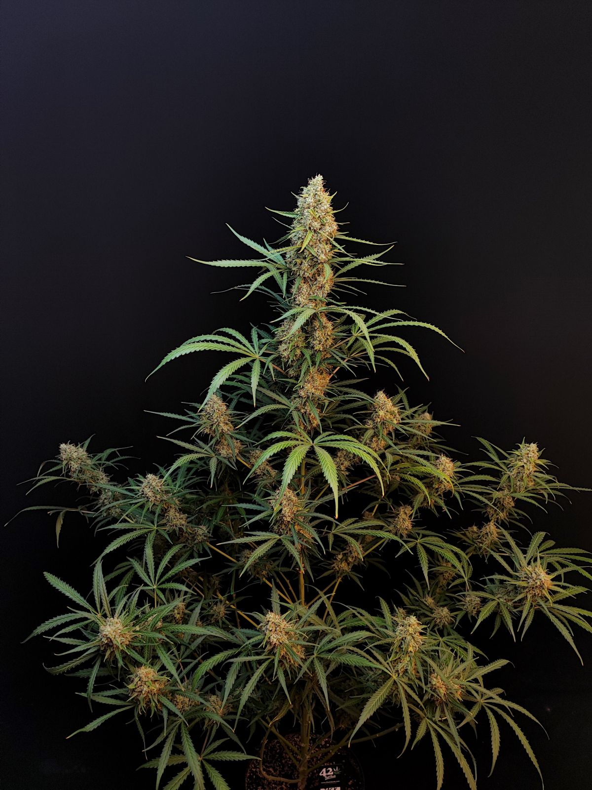 Original Jack Herer Auto ganze Pflanze vor dunklem Hintergrund 2