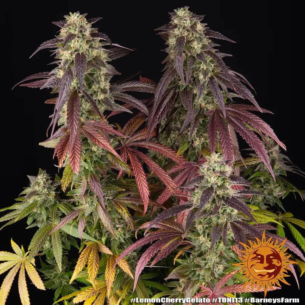 Lemon Cherry Gelato Headbuds - Backpackboyz x Barneys Farm