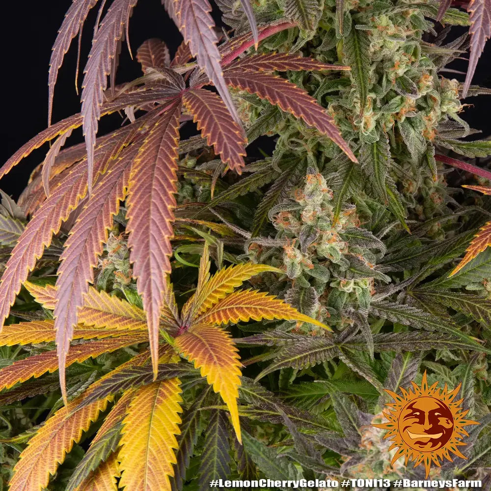 Lemon Cherry Gelato 2 - Backpackboyz x Barneys Farm