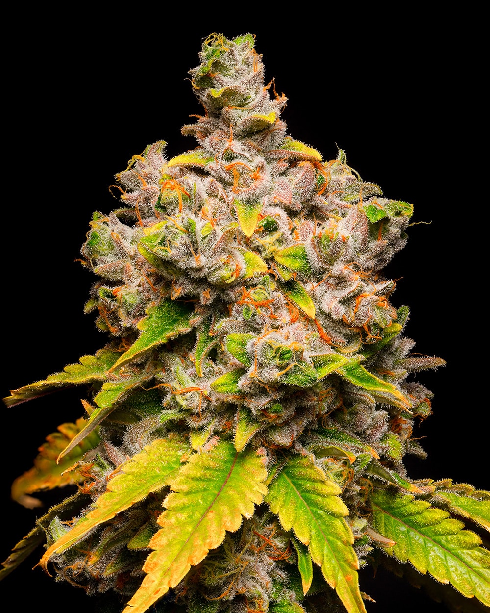 Lemon Cherry Sherb Cookies Seeds