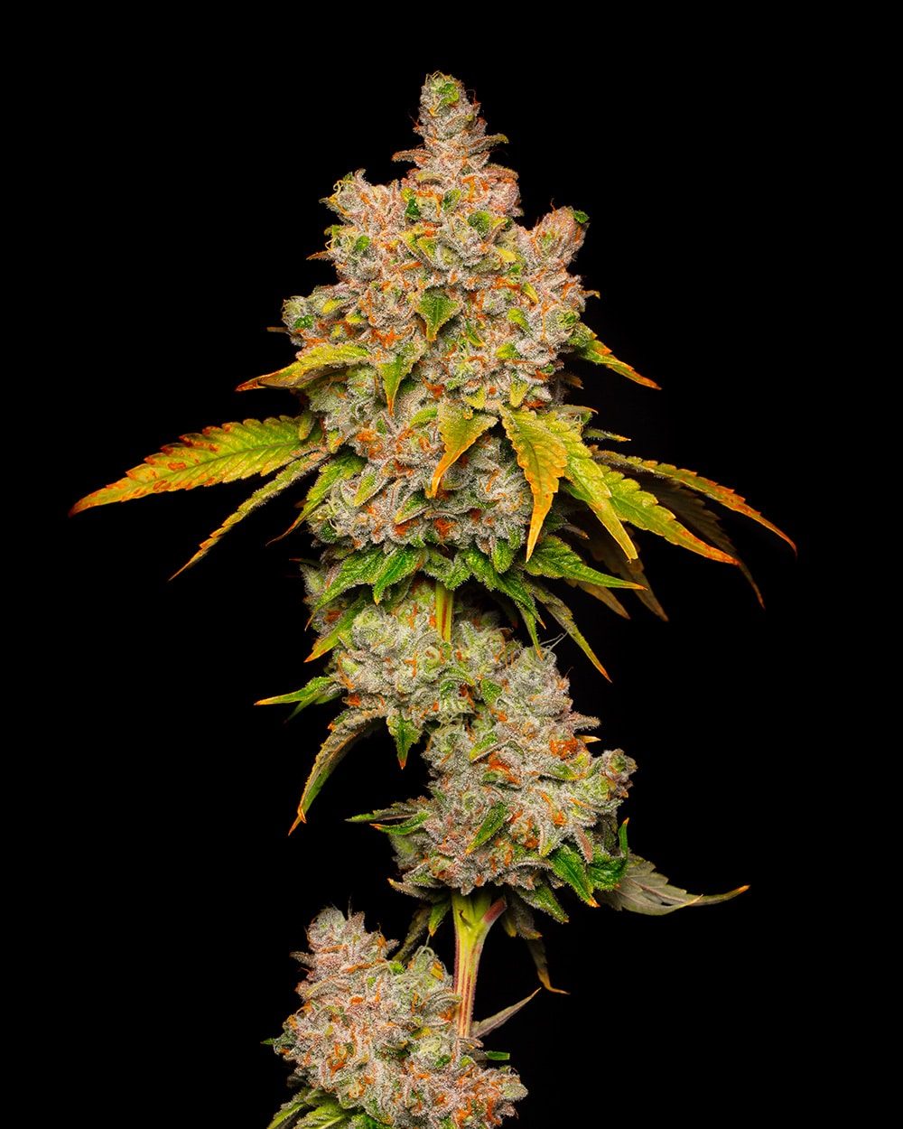 Lemon Cherry Sherb Bud
