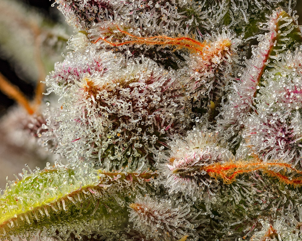 Lemon Cherry Sherb Trichome