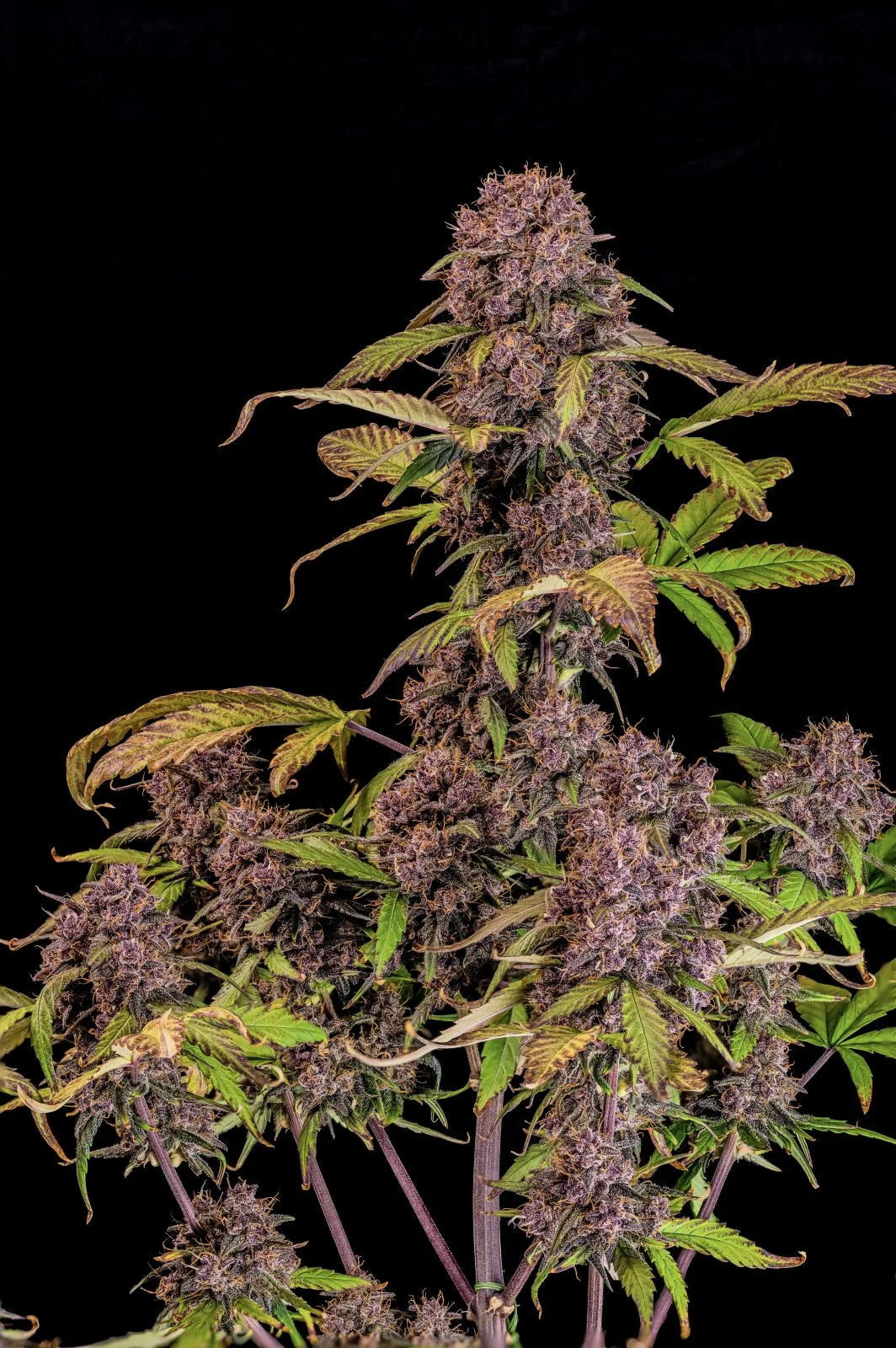 lemon_cherry_cookie_1