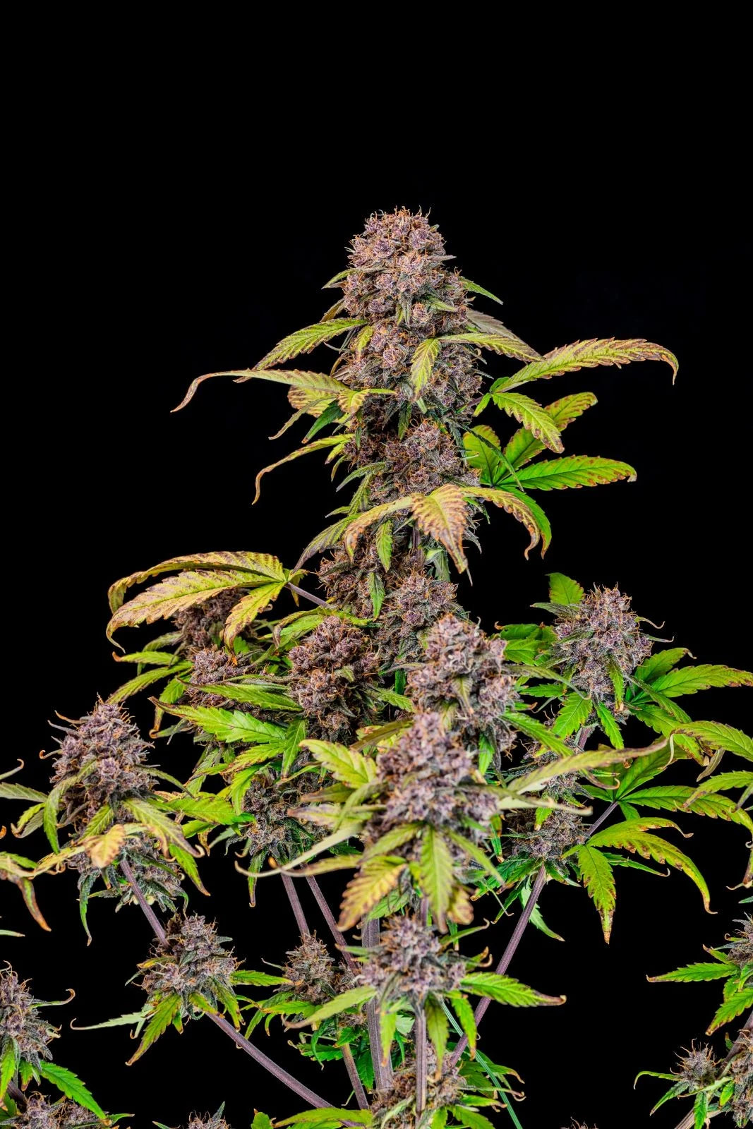lemon_cherry_cookie_2