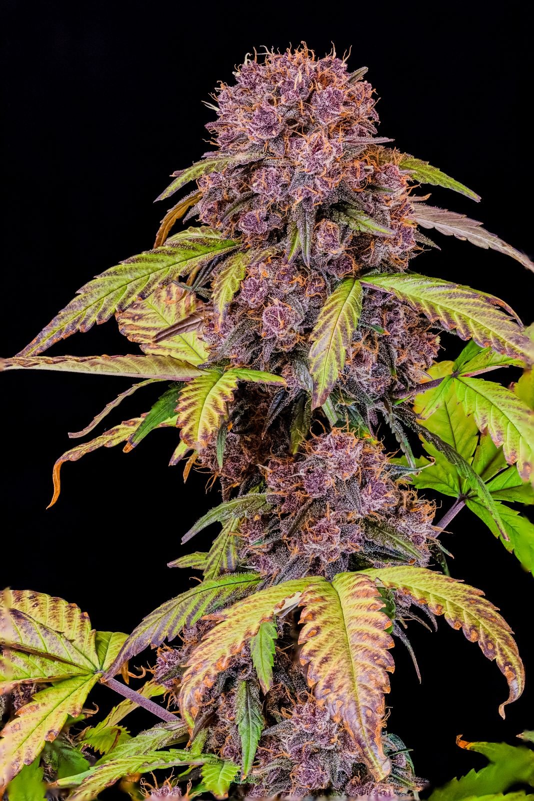 lemon_cherry_cookie_3
