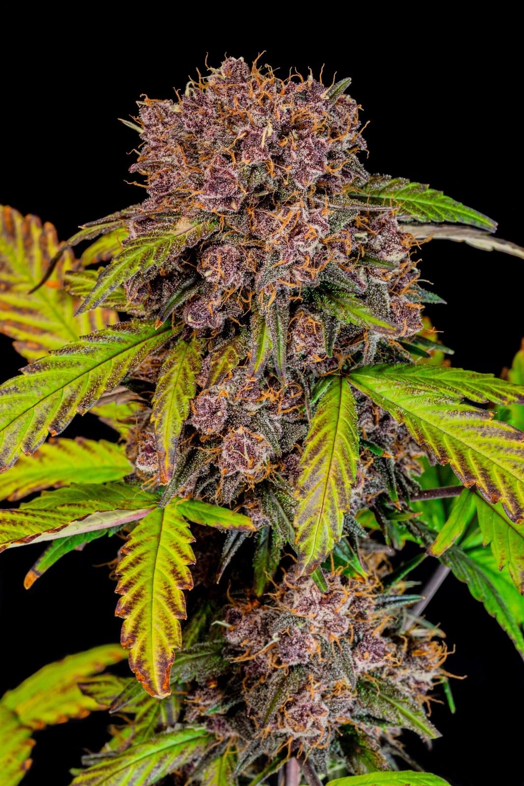 lemon_cherry_cookie_4