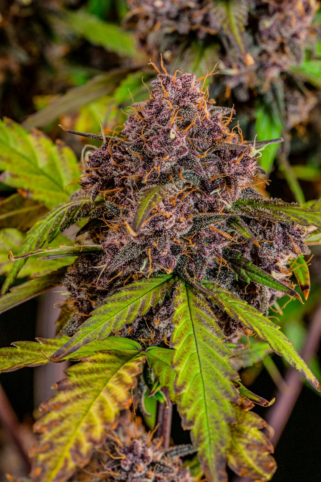 lemon_cherry_cookie_5