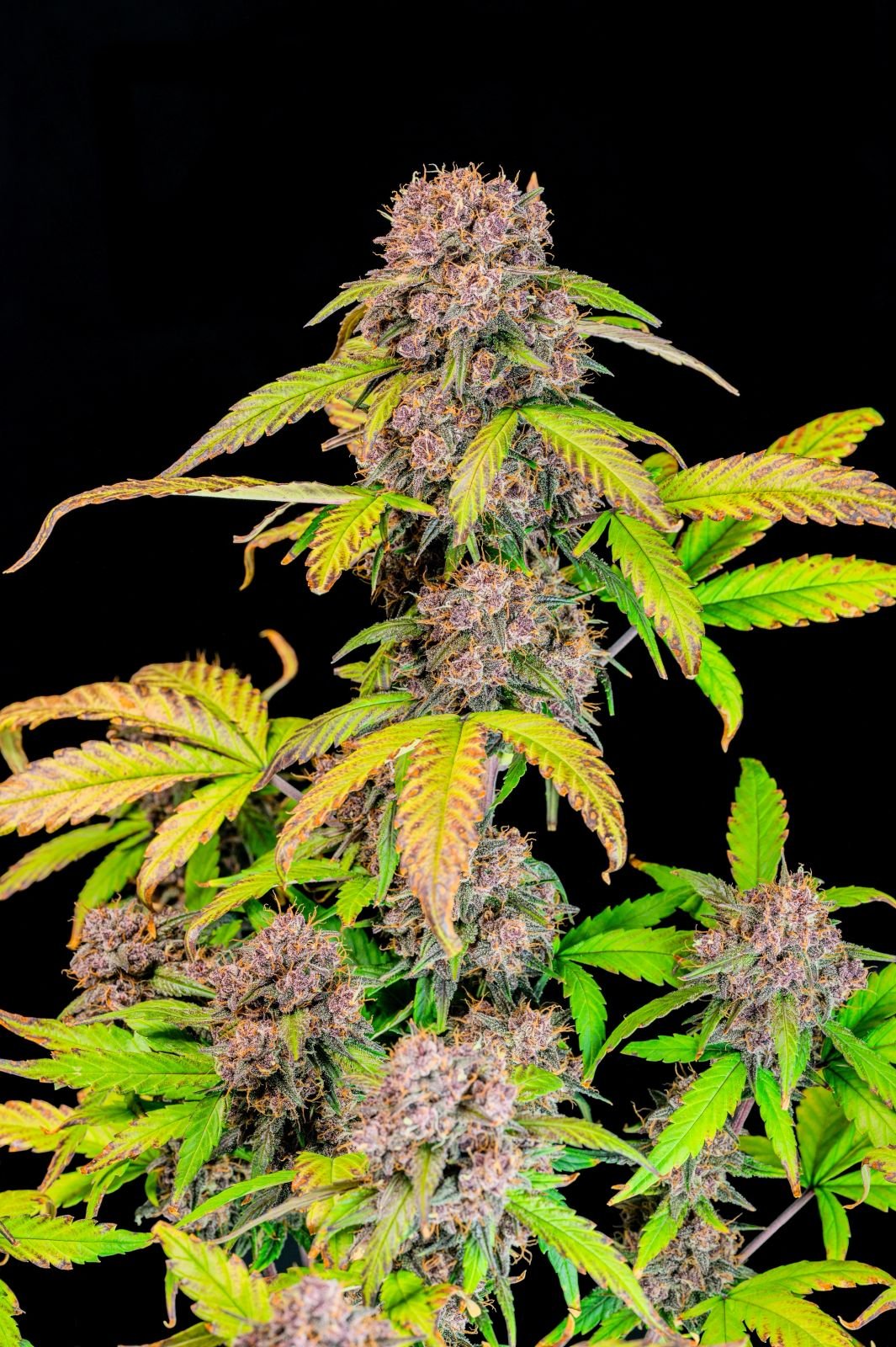 lemon_cherry_cookie_6