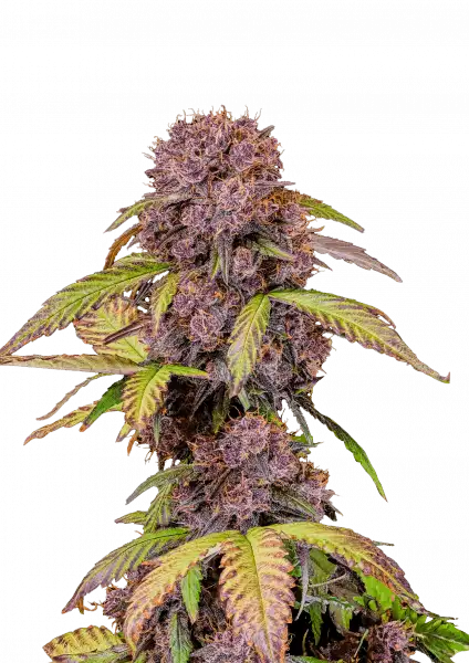 lemon_cherry_cookie_front