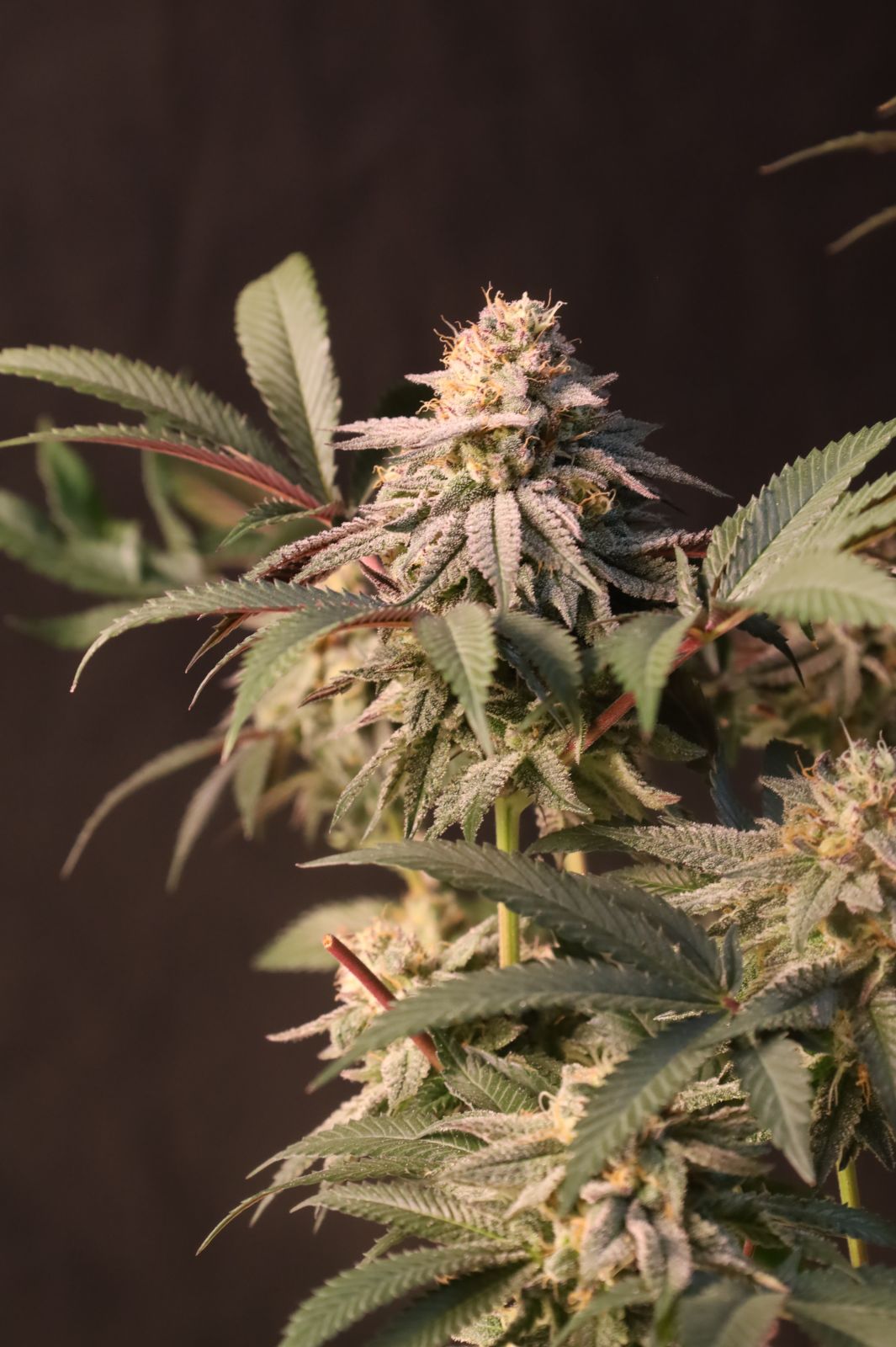 Lemon Cherry Runtz bud3