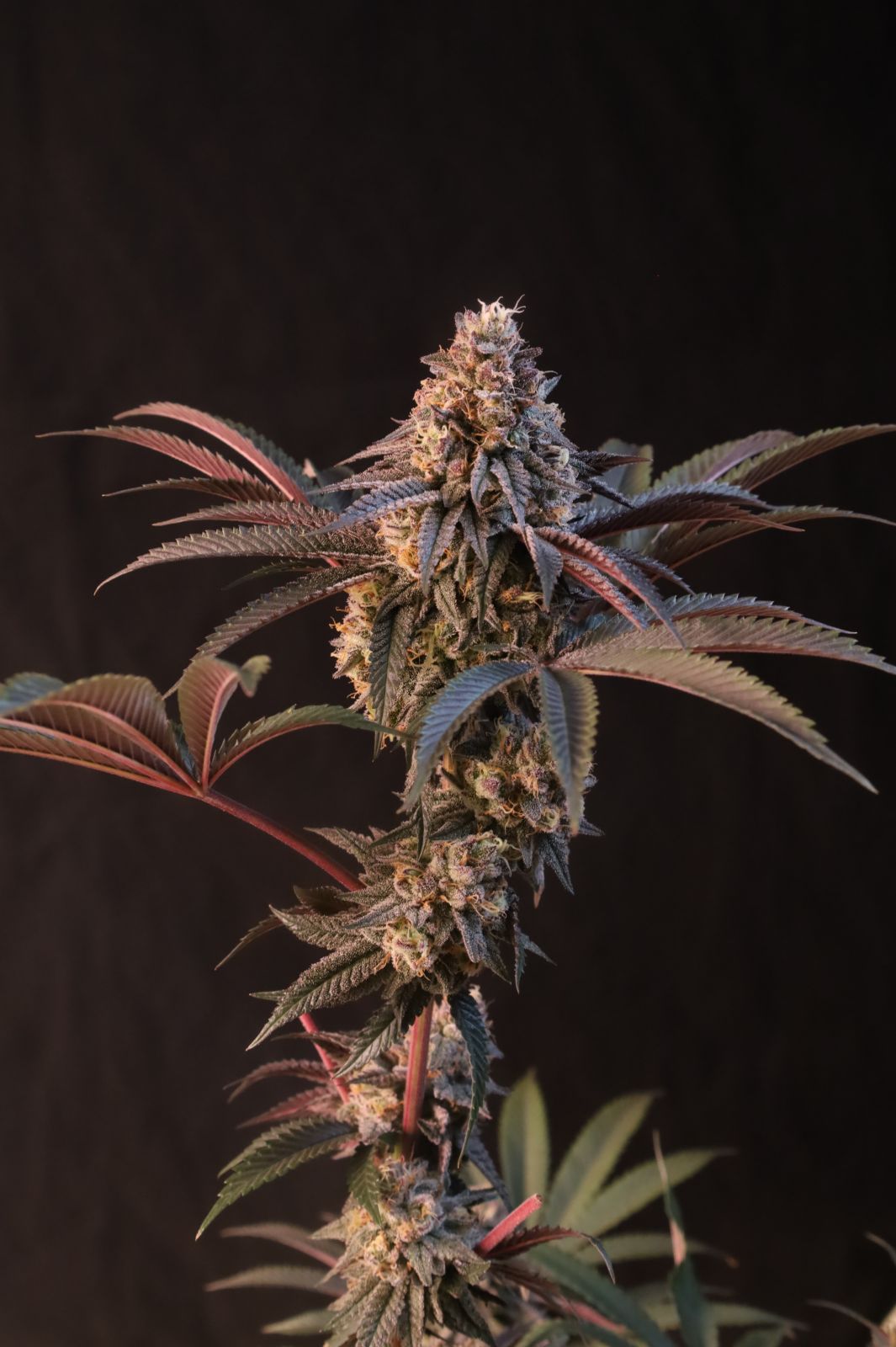 Lemon Cherry Runtz bud 2