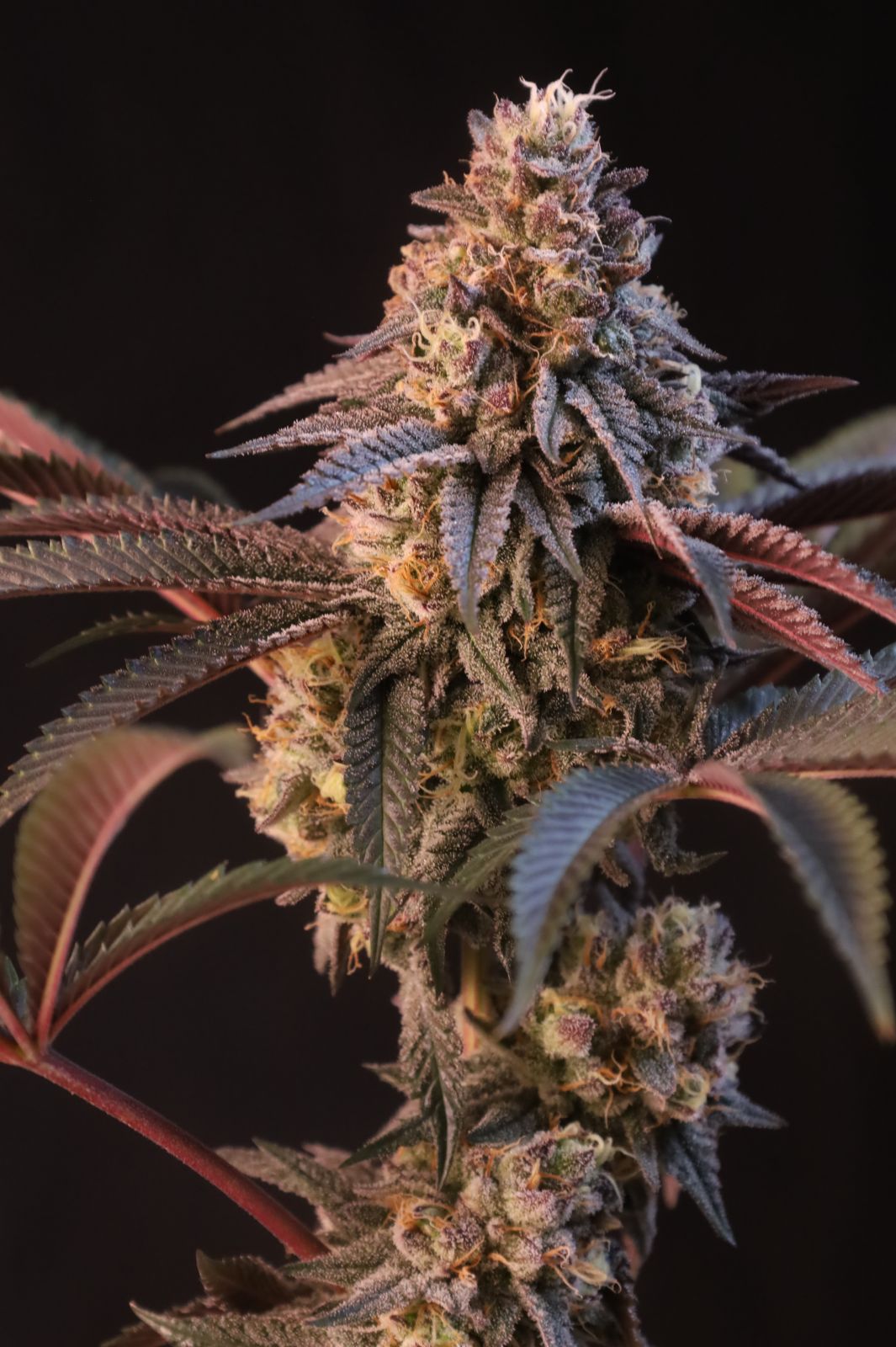 Lemon Cherry Runtz Headbud