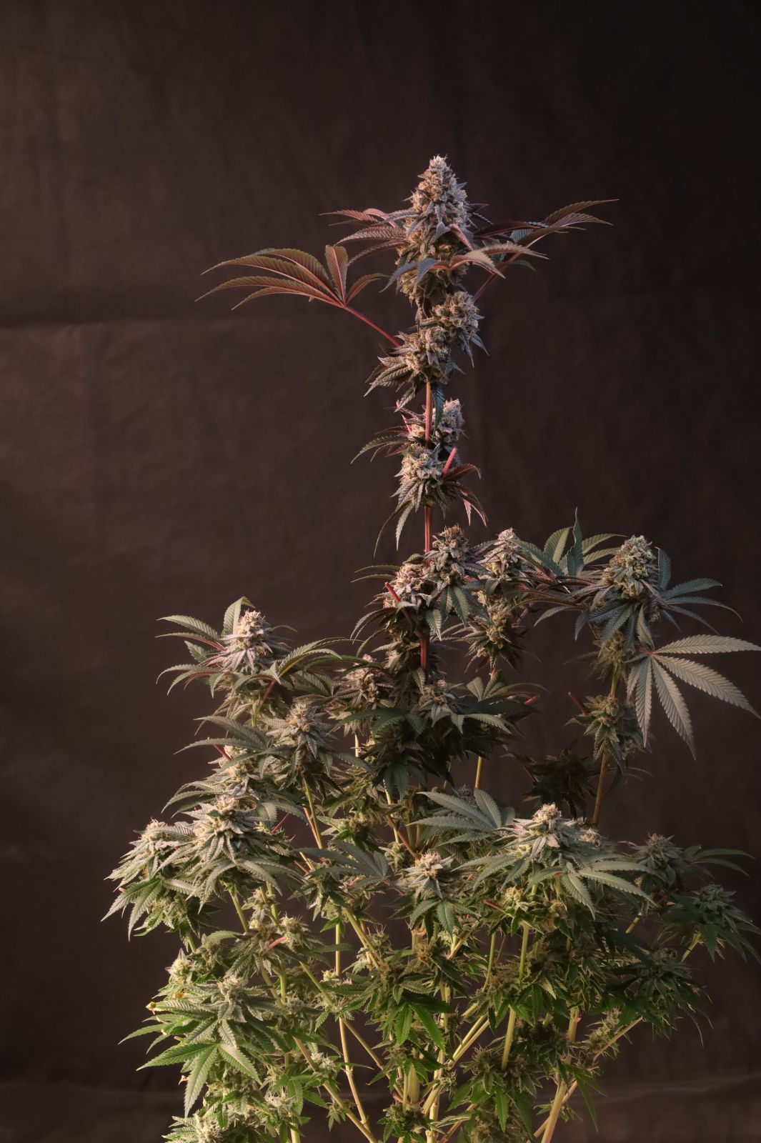 Lemon Cherry Runtz whole plant