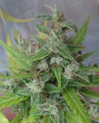 Lebanese Headbud ACE Seeds