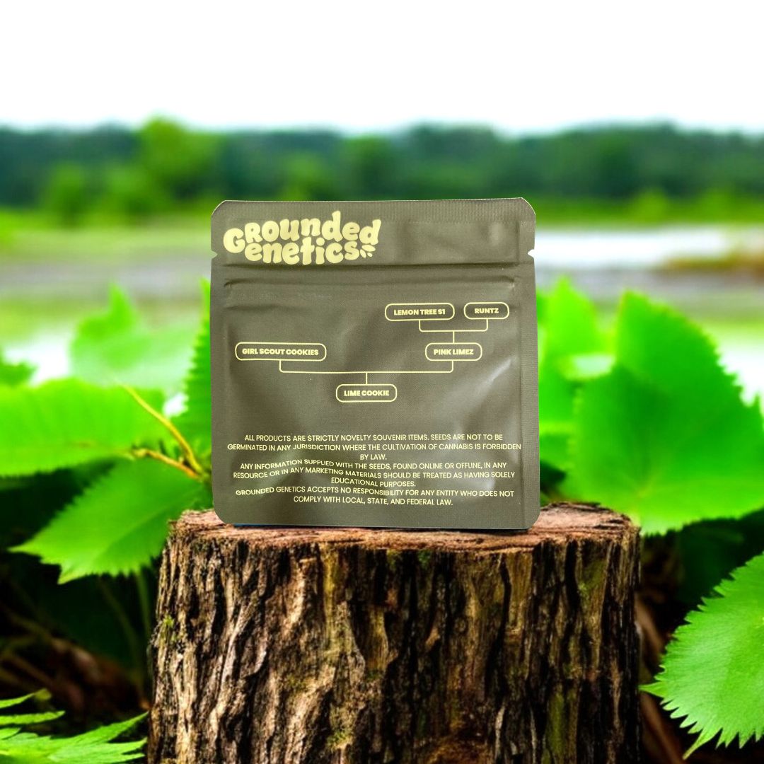 Lime Cookie Back Seed Pack von Grounded Genetics