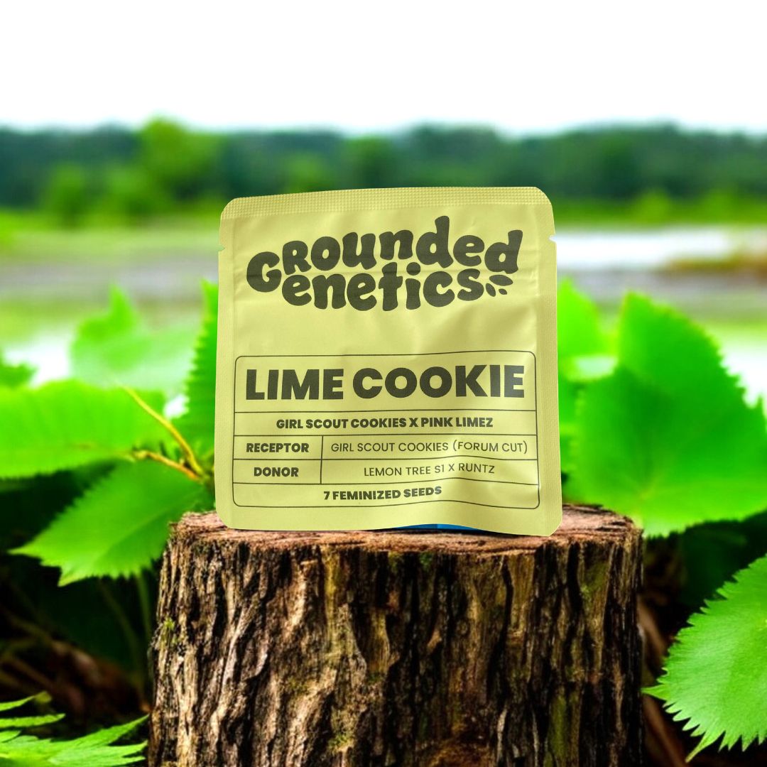 Lime Cookie Seed Pack von Grounded Genetics auf einem Baumstamm