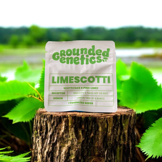 Limescotti Seed Pack von Grounded Genetics