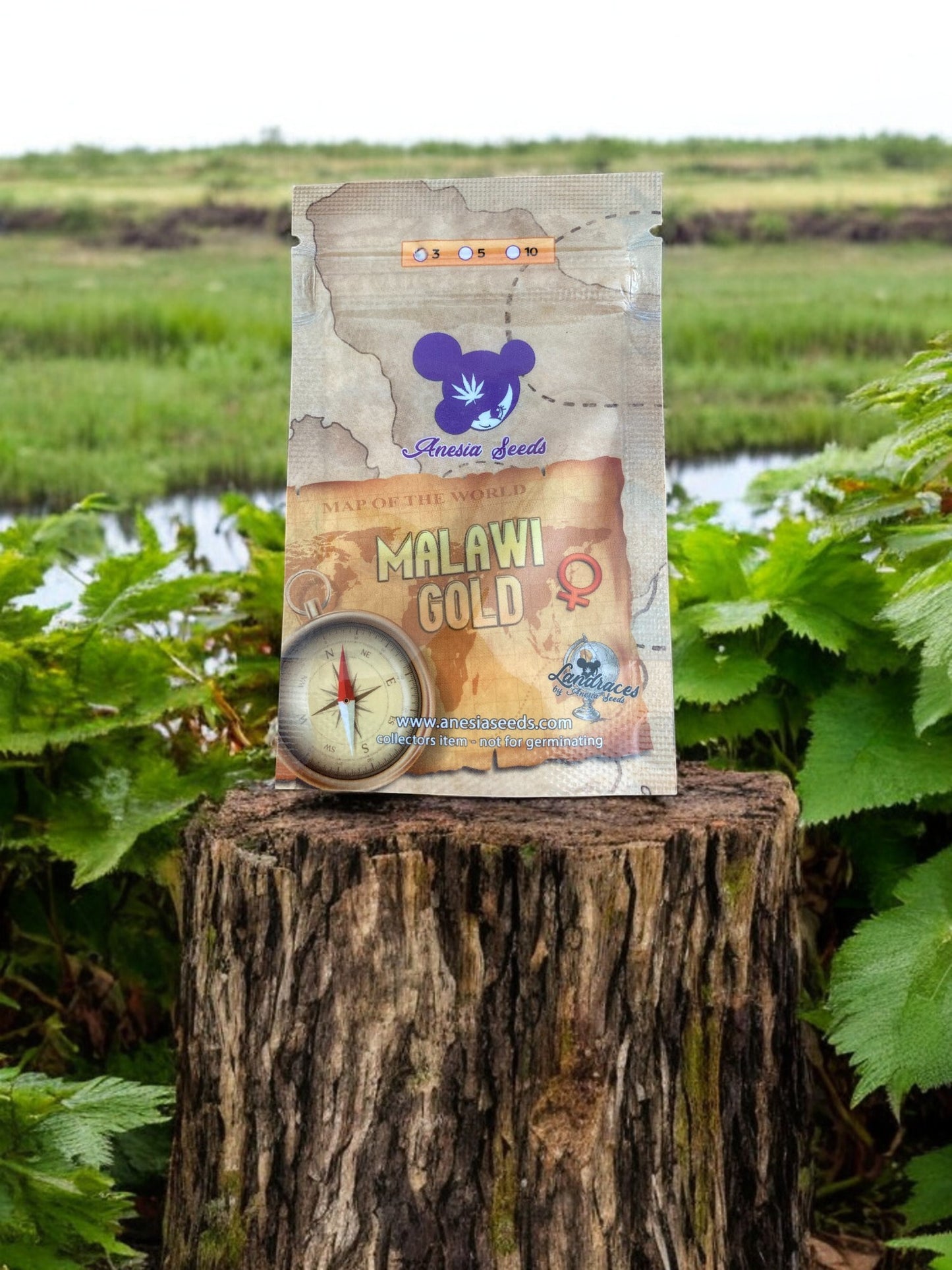 Malawi Gold Packung von Anesia Seeds auf einem Baumstamm