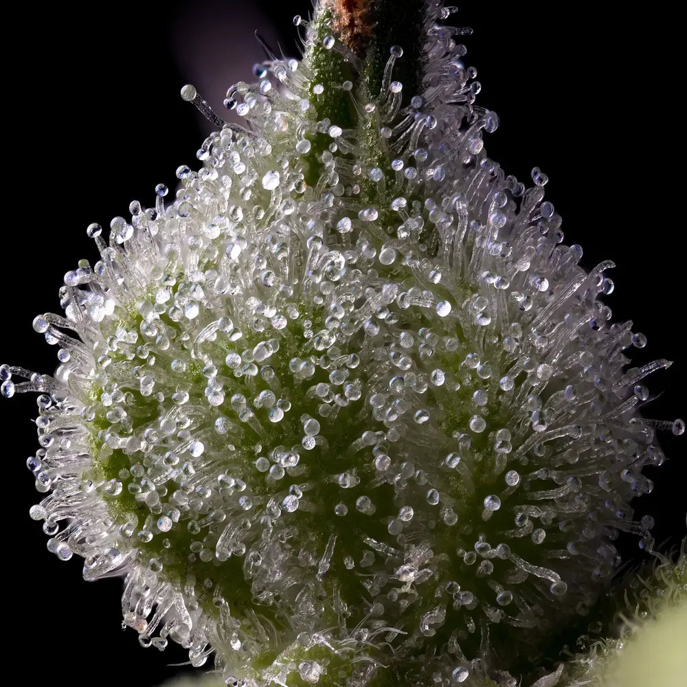 Mendo Breath Bud Nahaufnahme