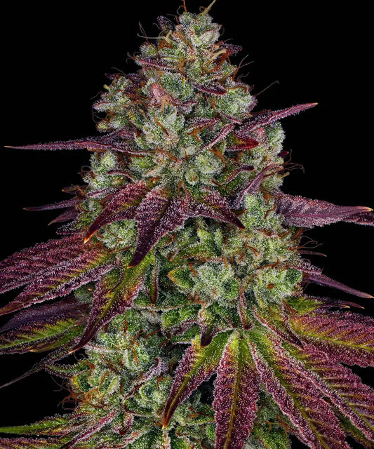 Mimosa EVO Bud von Barneys Farm