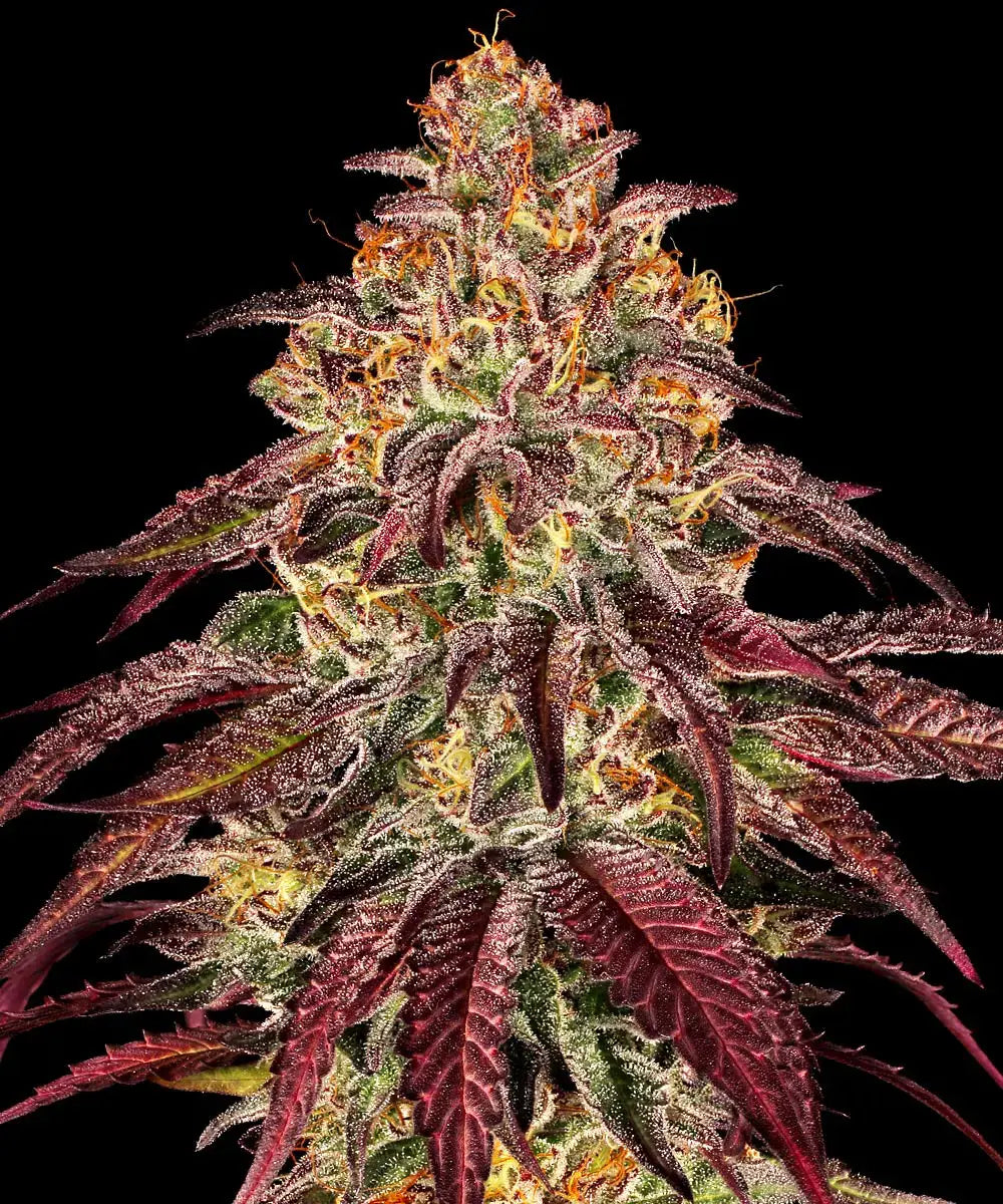 Mimosa x Orange Punch Auto von Barneys Farm vor dunklem Hintergrund