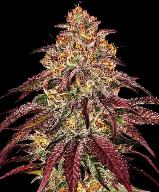 Mimosa x Orange Punch Auto von Barneys Farm vor dunklem Hintergrund