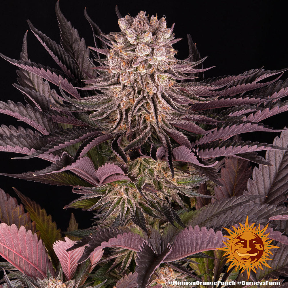Mimosa x Orange Punch Feminisiert 3
