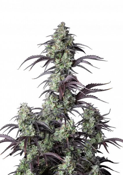 mimosa_cake_auto_front