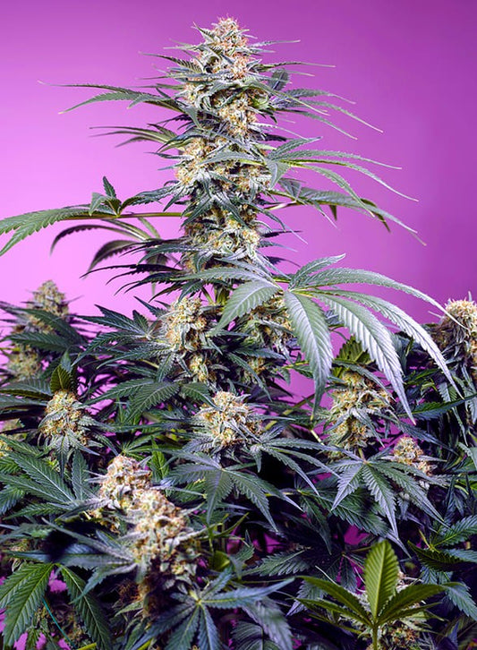Monster Maker ganze Pflanze von Sweet Seeds