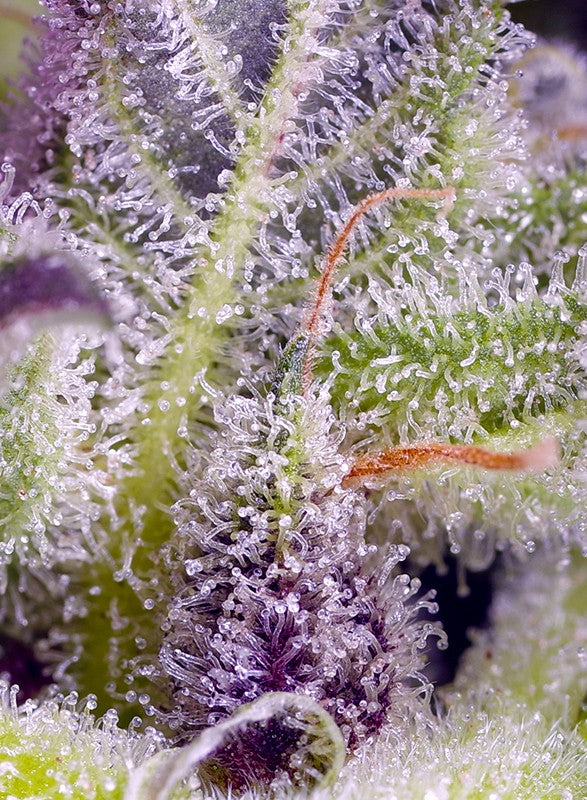 Monster Maker Trichome Nahaufnahme