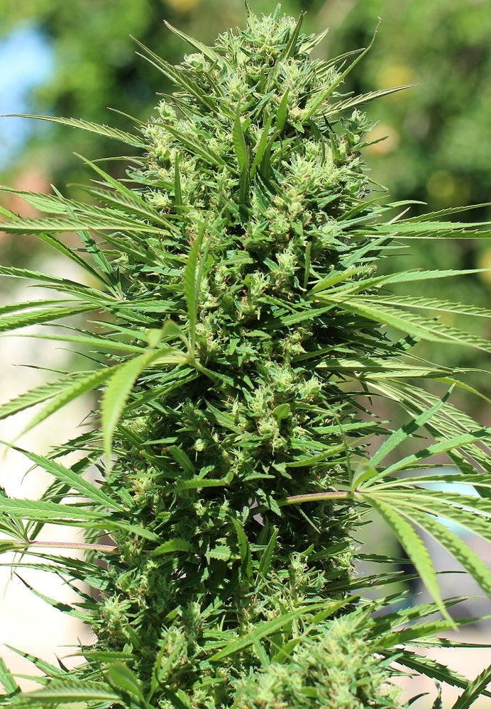 morocco_beldia_kif_bud2