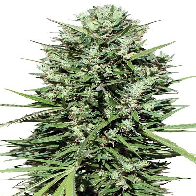 morocco_beldia_kif_bud