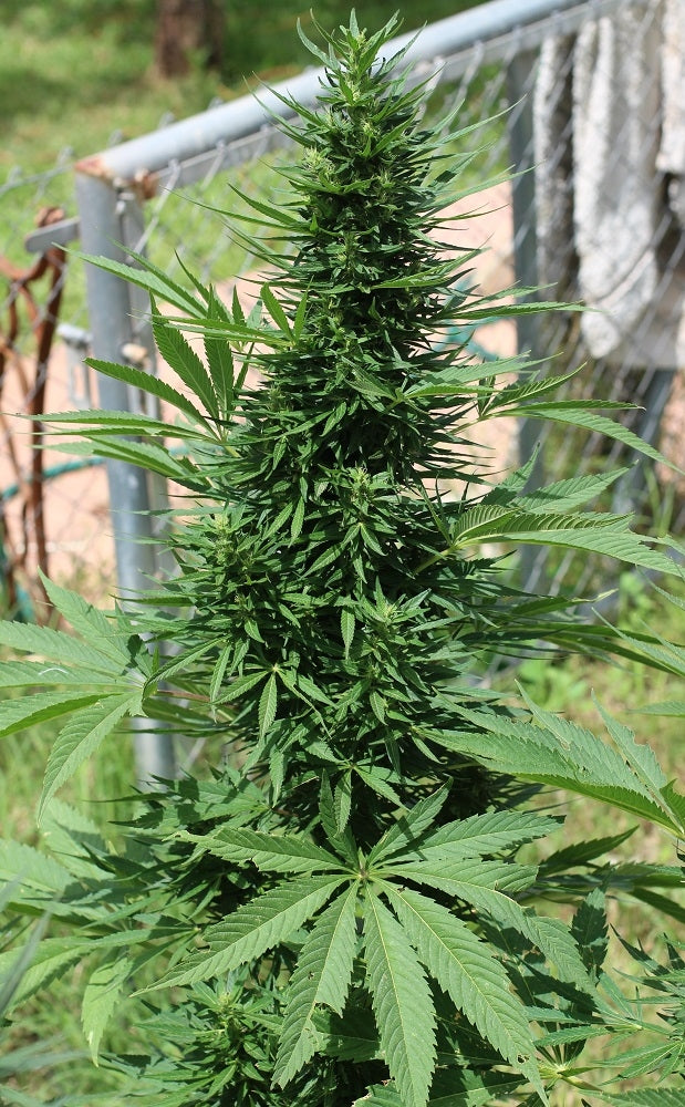 morocco beldia kif headbud outdoor