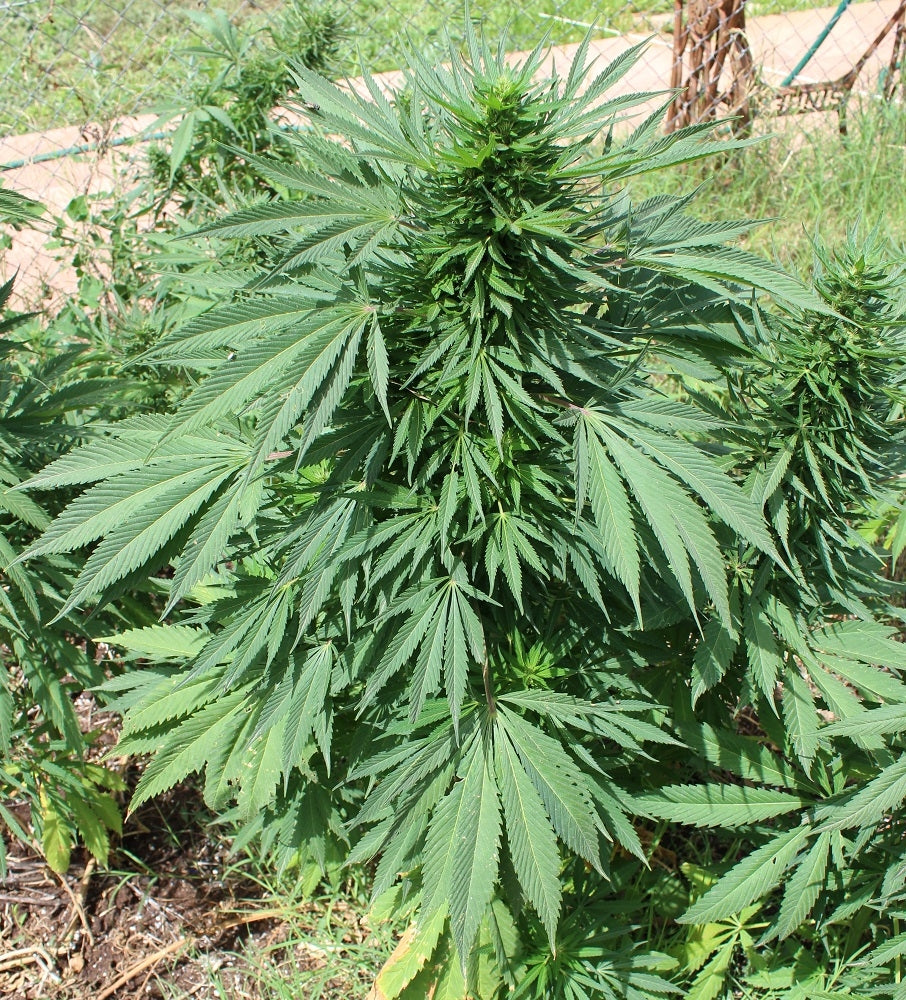 morocco beldia kif outdoor