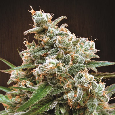 Nepal Jam bud