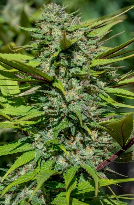 Nepal Jam Outdoor