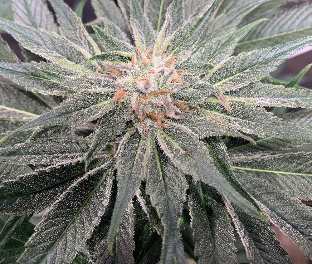 Nepal JAm Bud Nahaufnahme