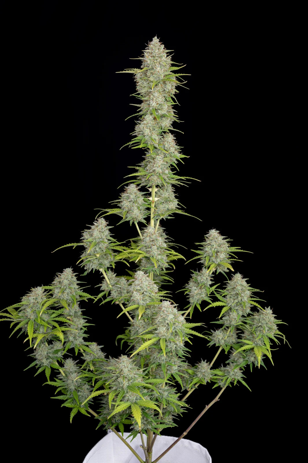 orange_sherbet_auto_1
