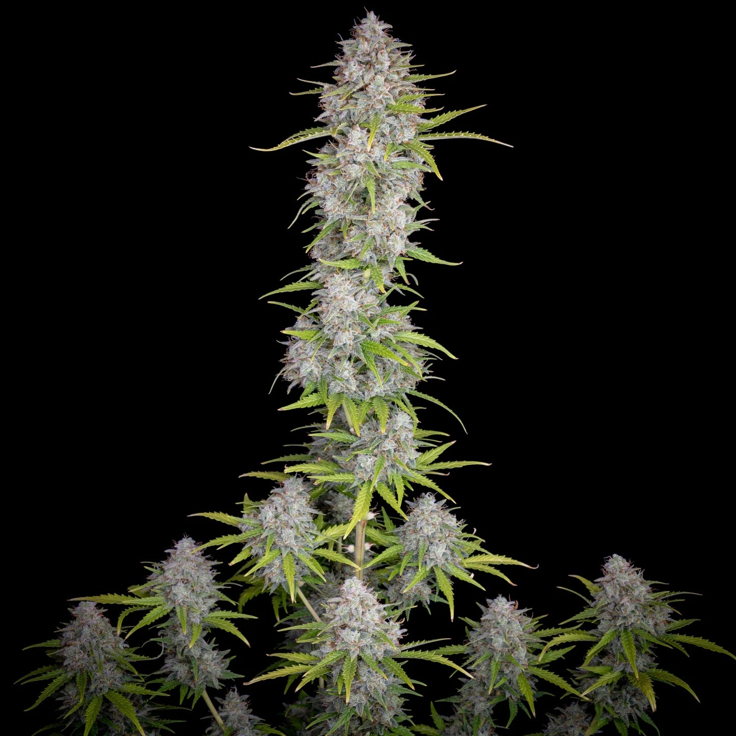 orange_sherbet_auto_2