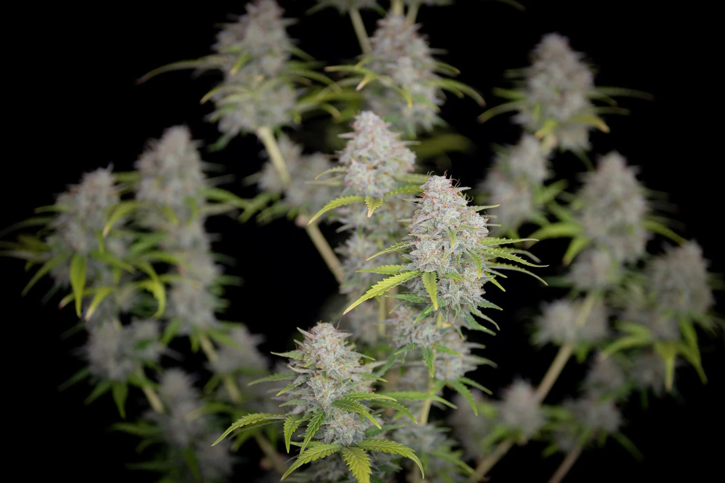orange_sherbet_auto_3