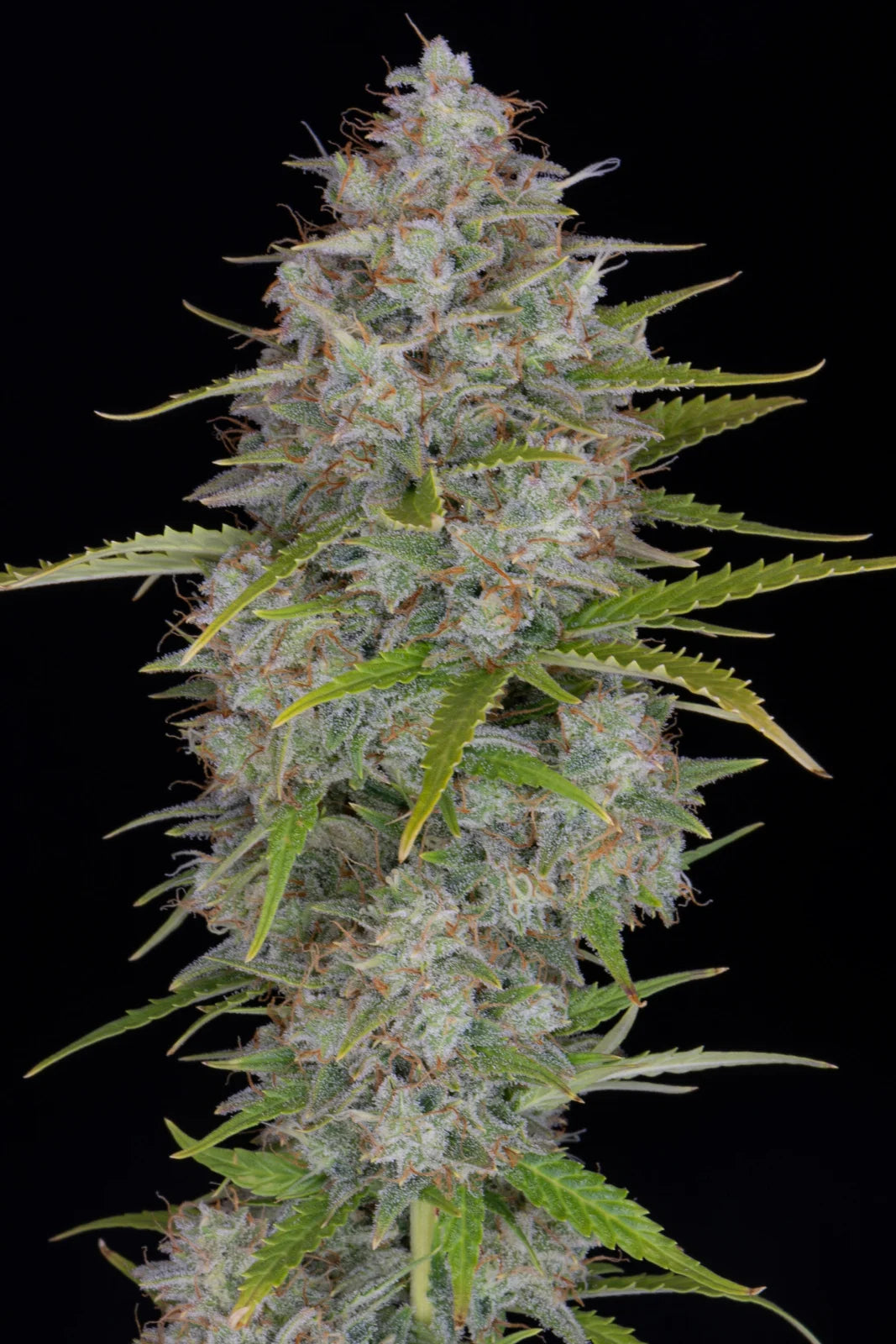 orange_sherbet_auto_4