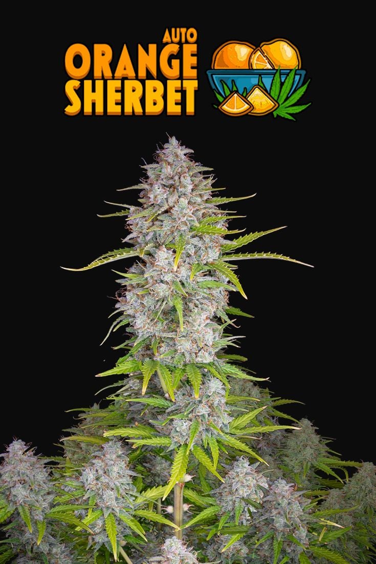 orange_sherbet_auto_5