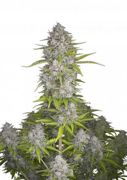 orange_sherbet_auto_front
