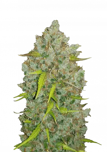 original auto bubblegum bud