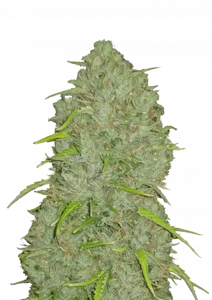 Original Jack Herer Auto Transparent